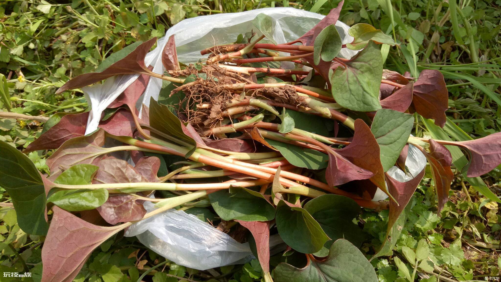农村常见的野菜图片及名称(春天长出来后采摘可食用野菜)-图片1